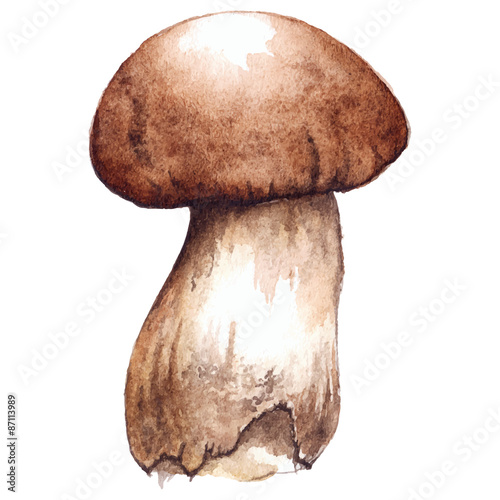 Watercolor white mushroom porcini vector isolated