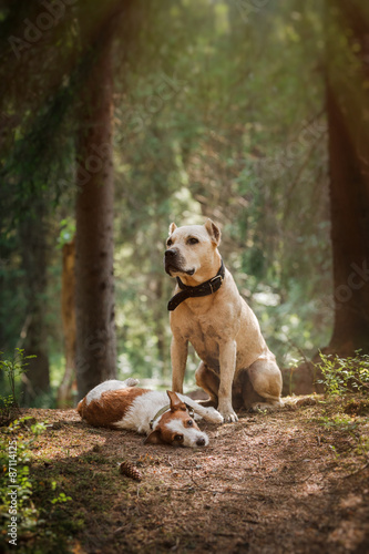 friendship. Dogs in the forest