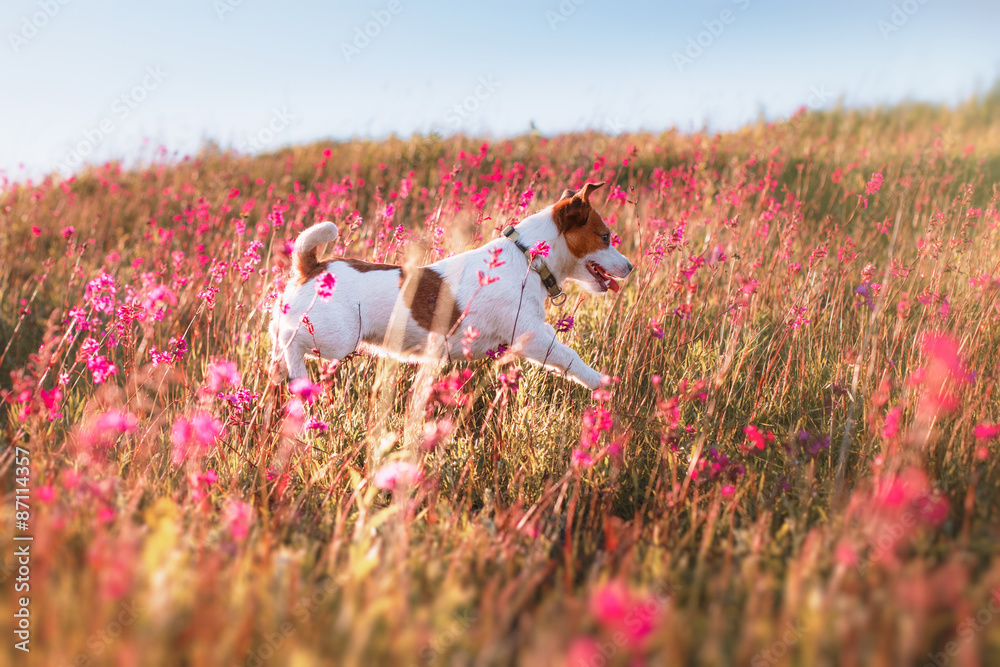Dog in flowers Jack Russell Terrier Dog in flowers Jack Russell Terrier