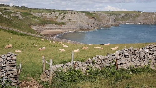Flock of sheep hillside Wales coast Fall Bay The Gower peninsula UK 