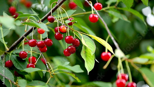 Cherry Tree Full Of Red Cherries