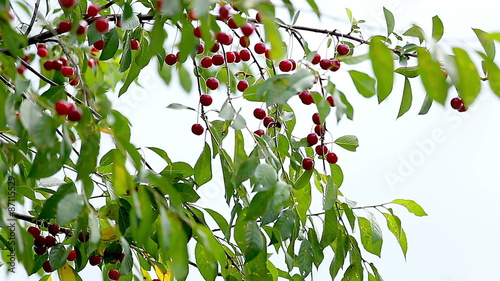Cherries on a branch