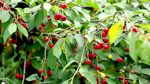 Cherry Tree Full Of Red Cherries