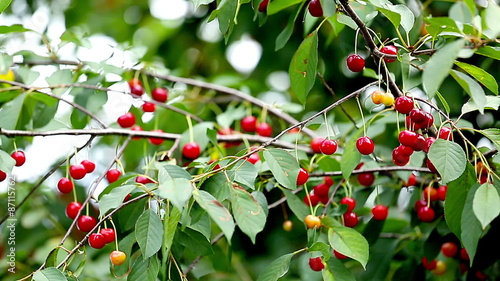 Cherries on branch