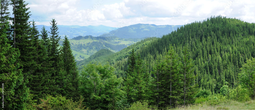 Naklejka premium Panorama pięknego lasu górskiego