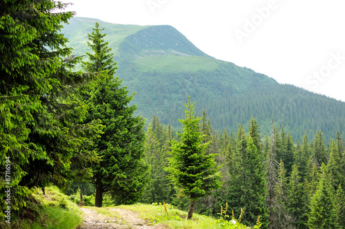 Panorama of Beautiful Mountain forest