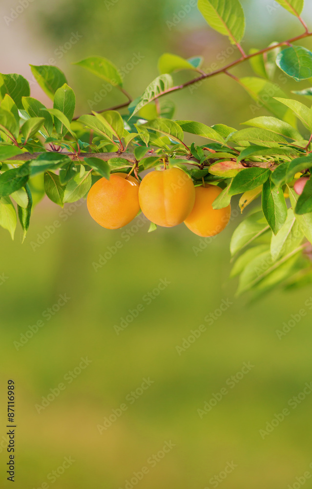 Ripe Plums on a branch in a garden