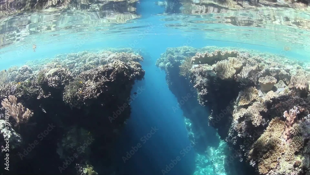 Coral Reef and Narrow Crevice Coral Reef and Narrow Crevice