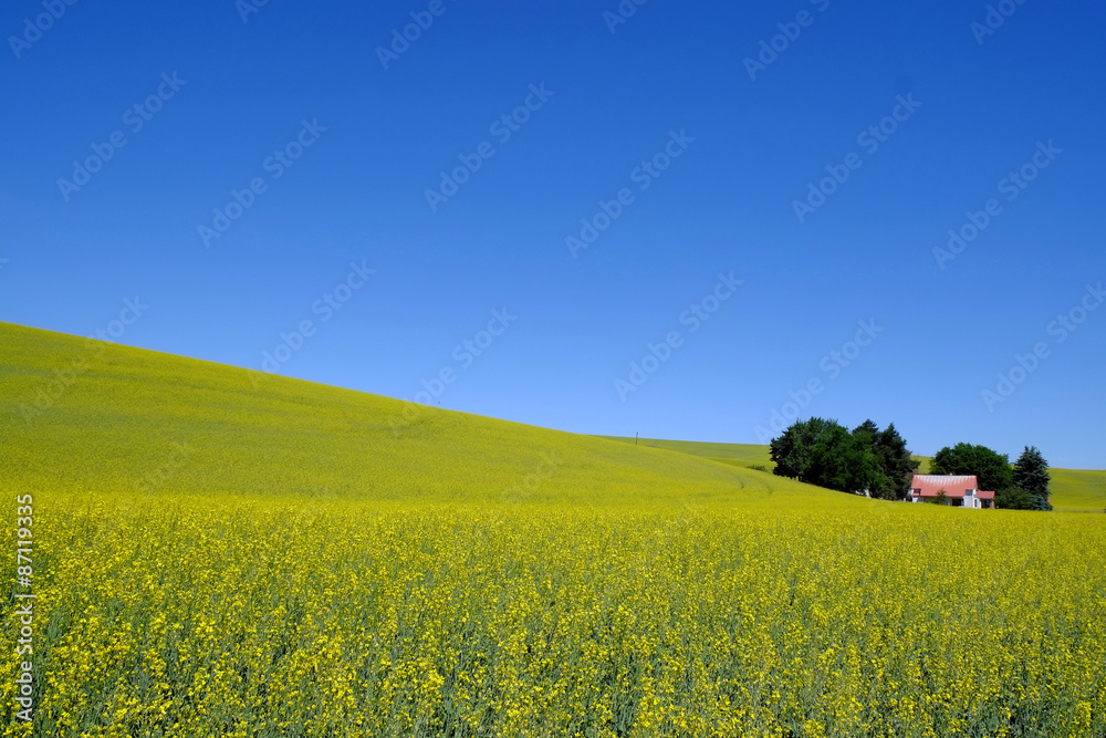 A  field with  bright yellow canola flowers under a blue sky in the Palouse region,  united states.