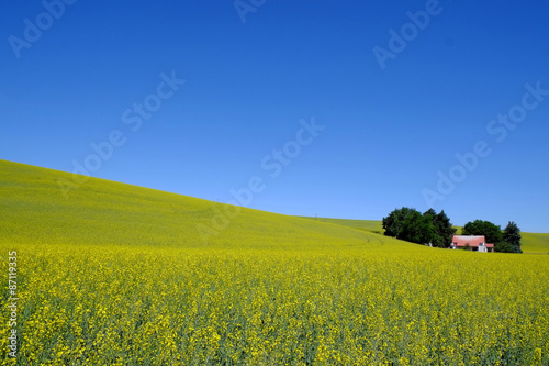 A field with bright yellow canola flowers under a blue sky in the Palouse region, united states.