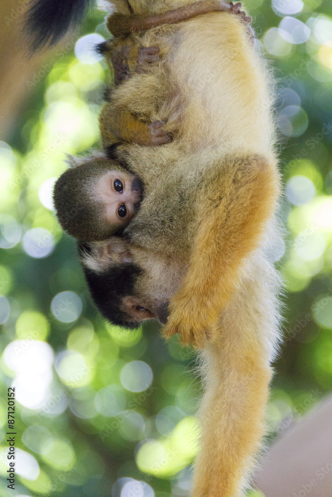 Fototapeta premium Pearent & child of Black-capped Squirrel Monkey