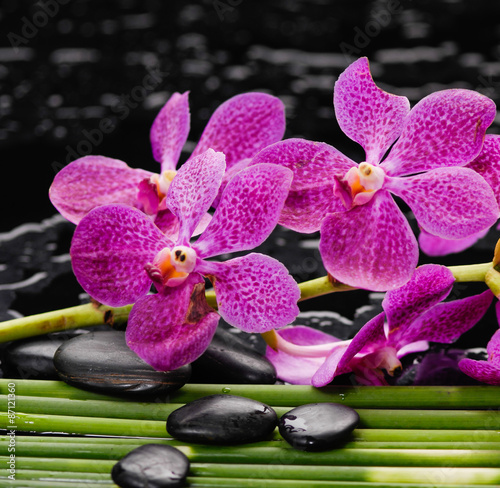 Still life with pink orchid on long plant