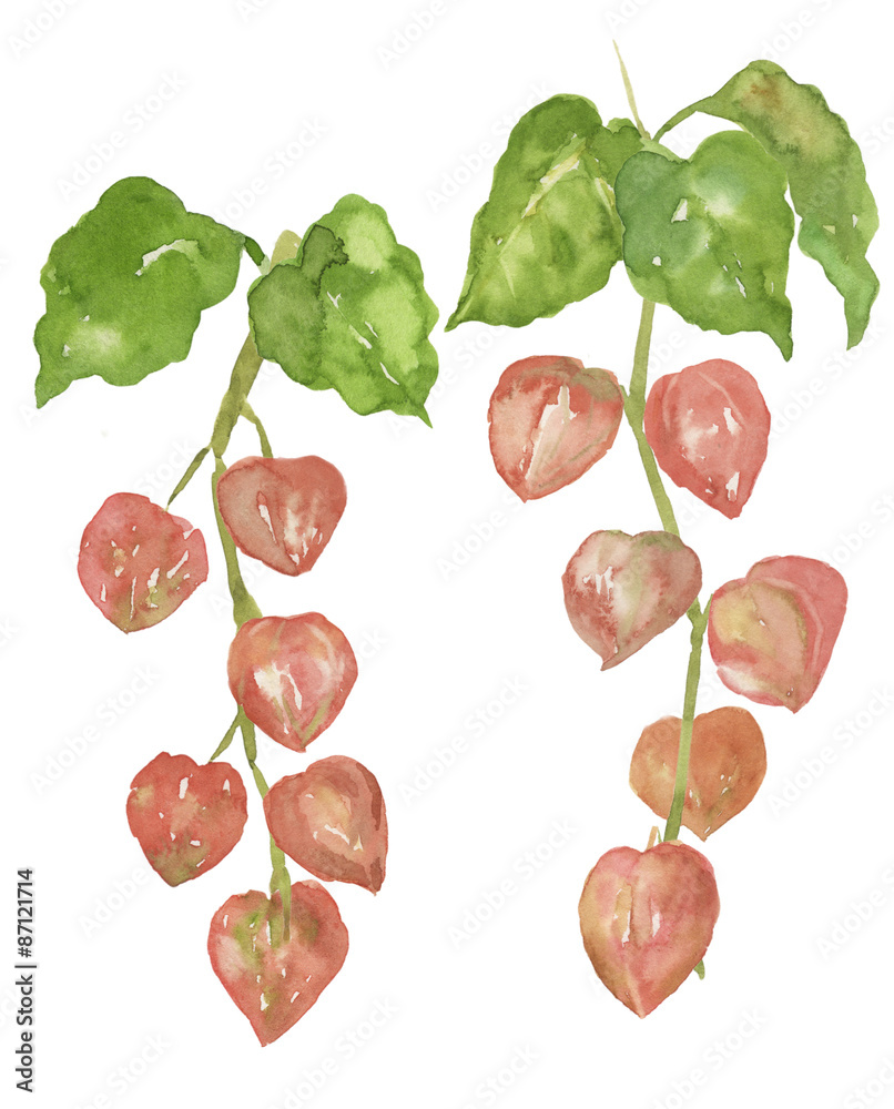 ほおずき 水彩イラスト Stock Illustration Adobe Stock