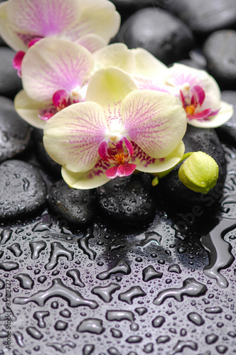 Fototapeta Naklejka Na Ścianę i Meble -  Lying down orchid with therapy stones 