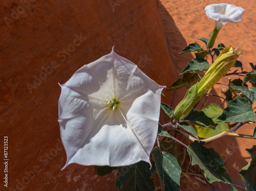 Secred Datura flower close-up photo