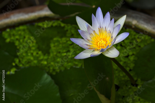 Lotus / Waterlily Lotus Flower in a Pond