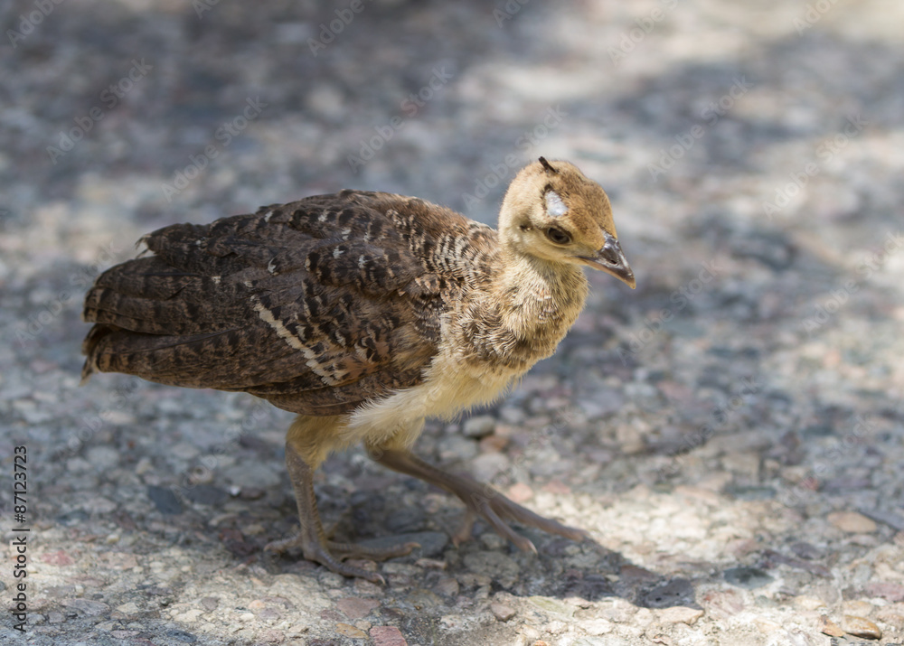 Obraz premium Baby peacock – peafowl, Pavo cristatus