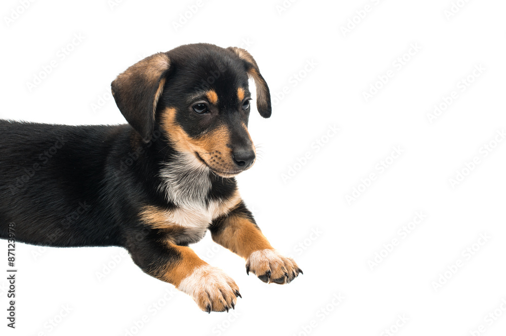 Dachshund puppy