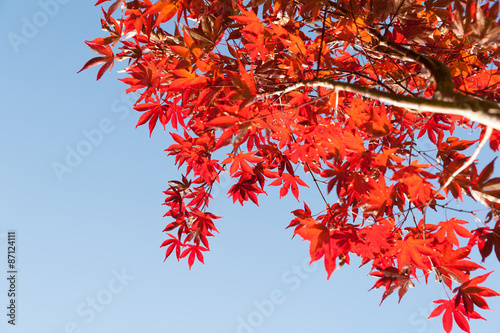 Japanese maple leaves bright red autumn coloration against blue