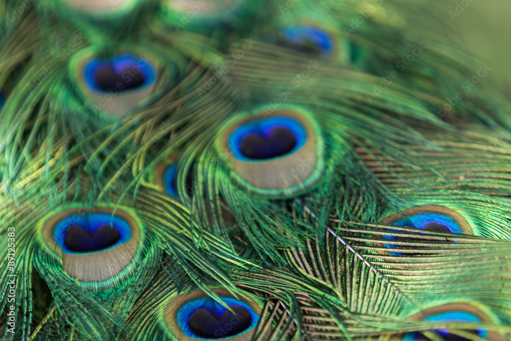 Fototapeta premium Male peacock, Pavo cristatus, feather background