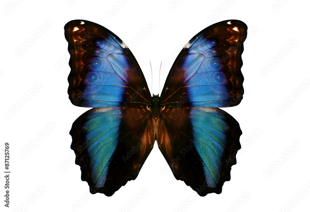 Fototapeta premium Butterflies