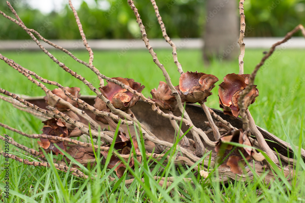 Obraz premium Coconut Bunch