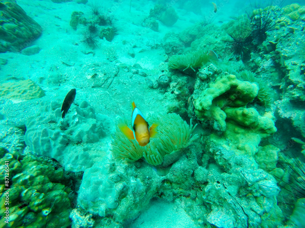 Obraz premium Underwater fish