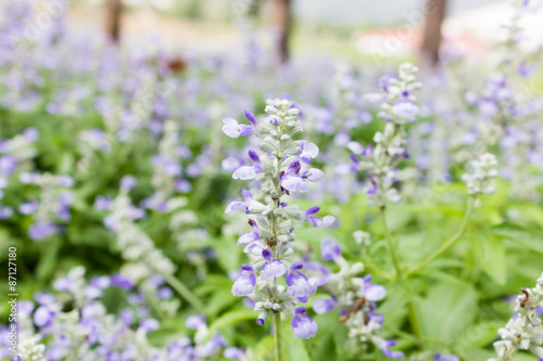 Closeup image of violet lavender flowers