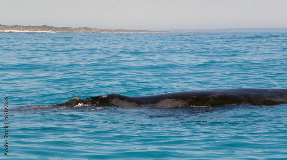 Fototapeta premium Southern Right Whale