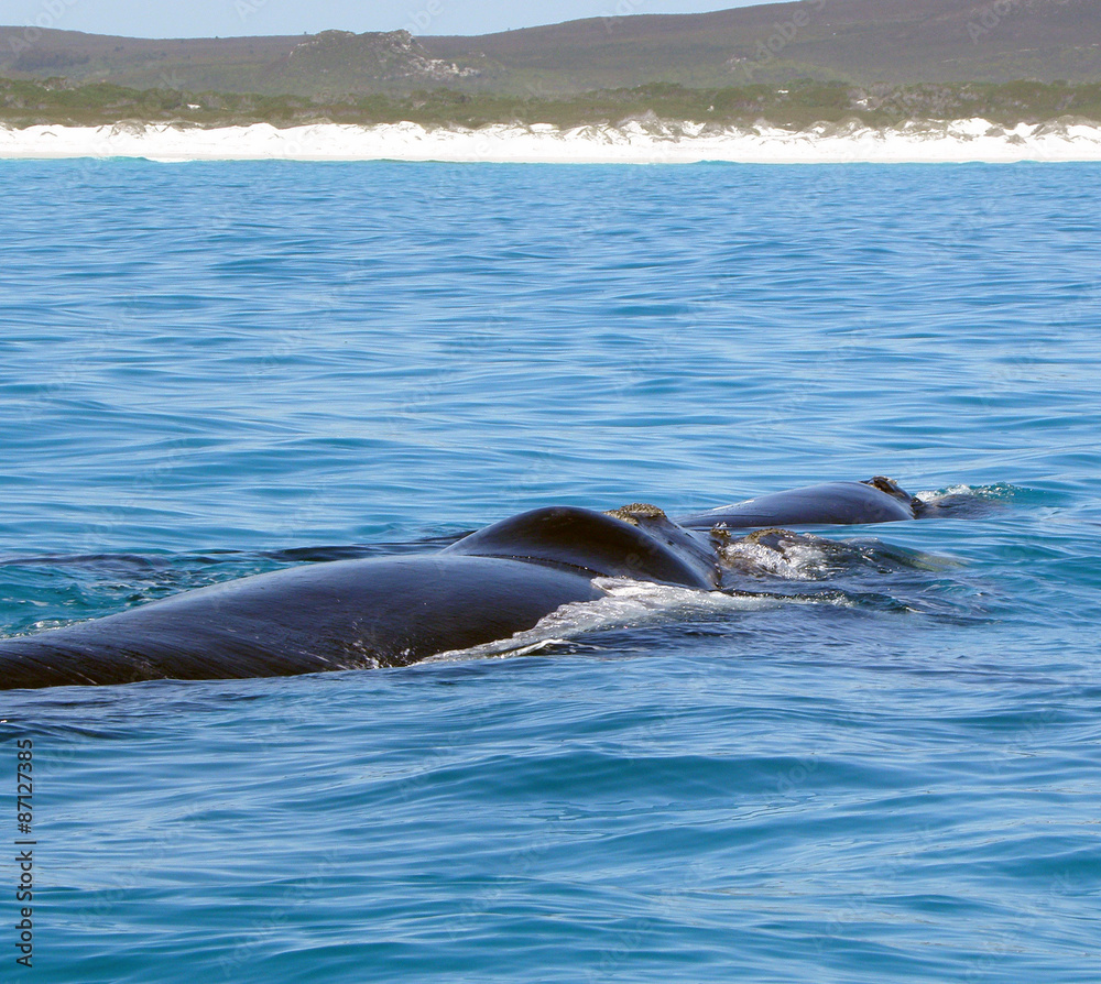 Fototapeta premium Southern Right Whale
