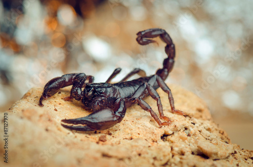 Scorpion stay on rock. Russian nature