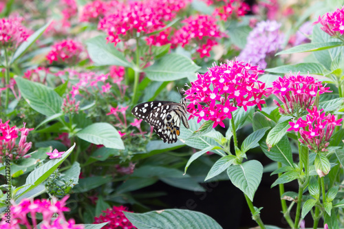 Egyptian starcluster or Starflower with Butterfly