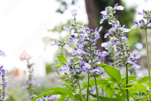 Wallpaper Mural Closeup image of violet lavender flowers Torontodigital.ca