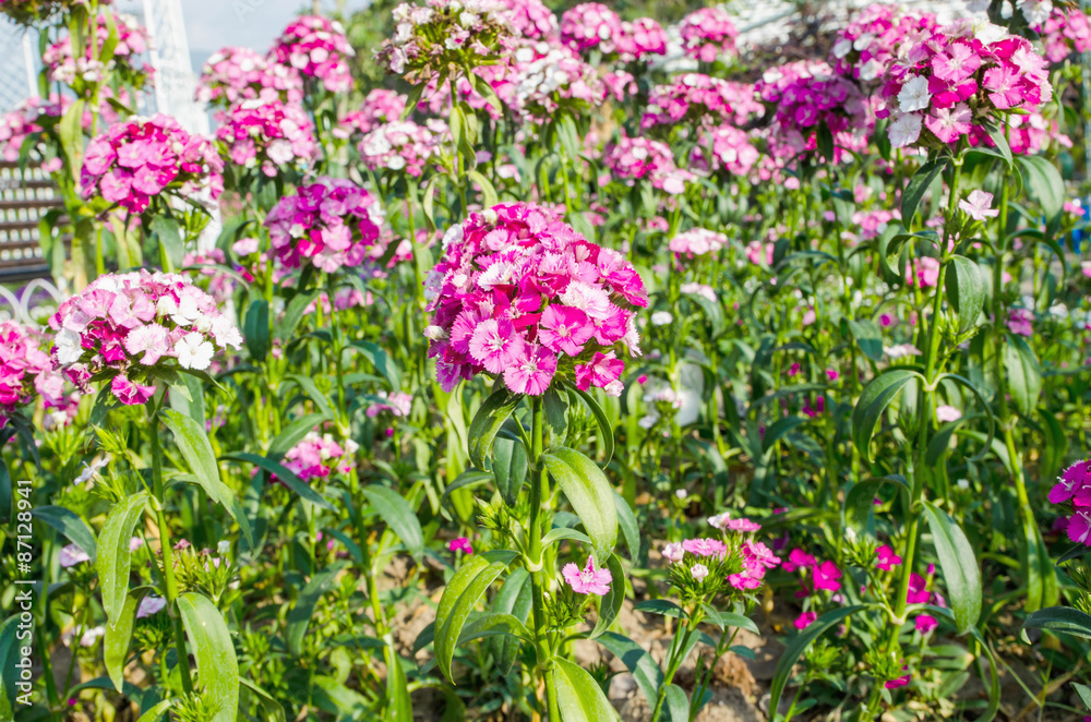 Sweet William Flower Sweet William Flower