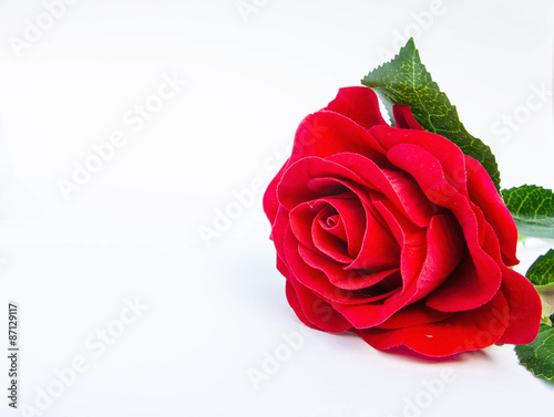 Beautiful red roses isolated on white background