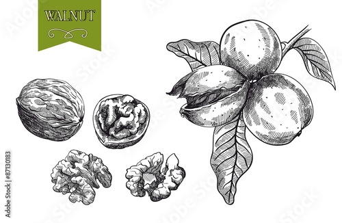 walnut