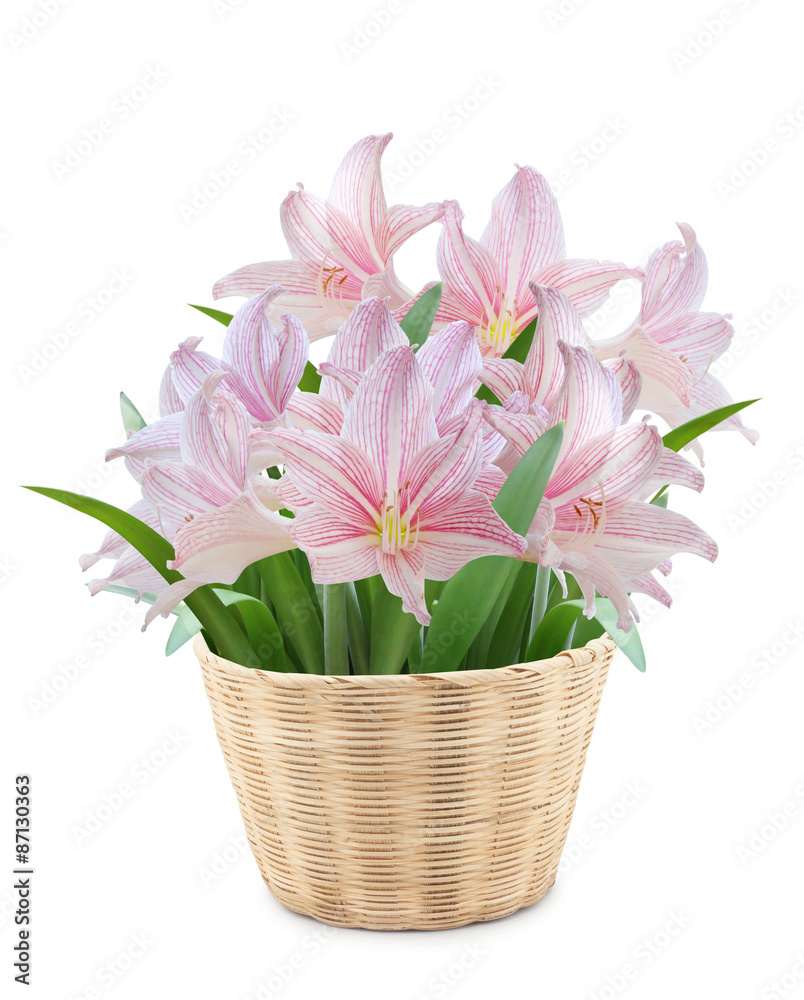 Hippeastrum in Bamboo pot on white background