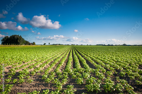 A crop field