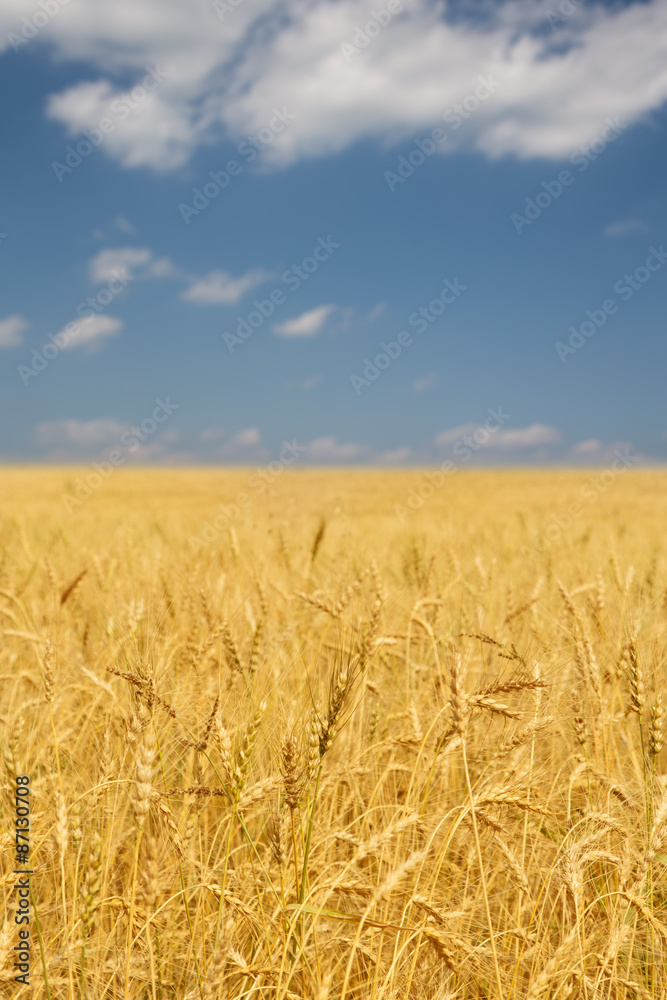 blue sky and yellow field landscape blue sky and yellow field landscape