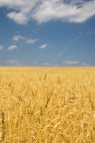 blue sky and yellow field landscape