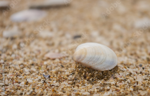 Shell on the beach close up