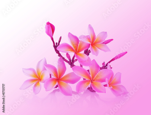 Pink  frangipani flower isolated white background