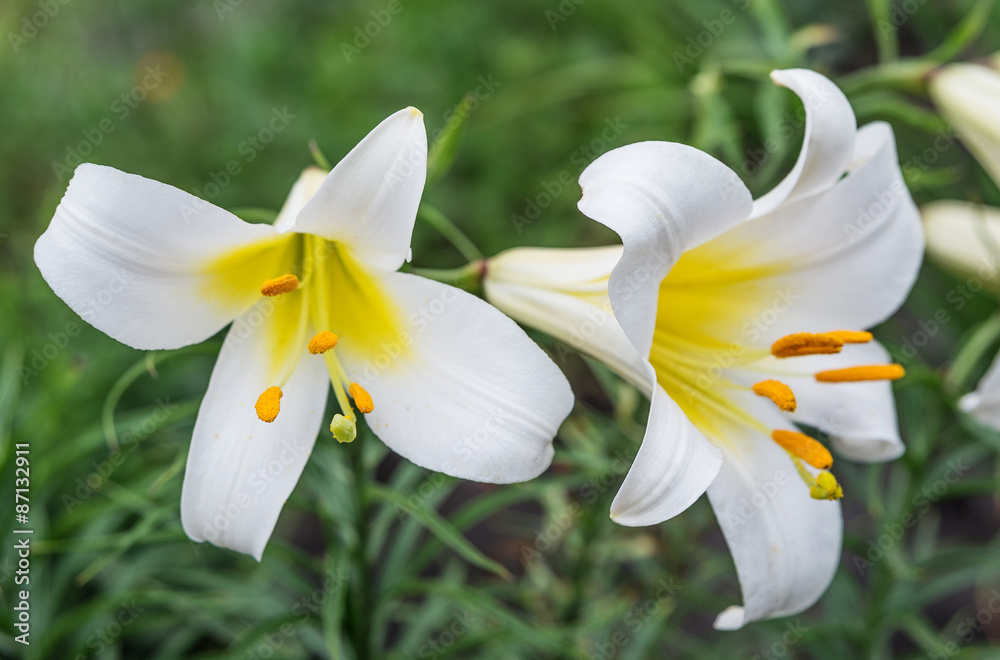 Obraz premium White tubular lilies