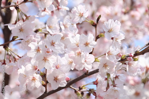 桜