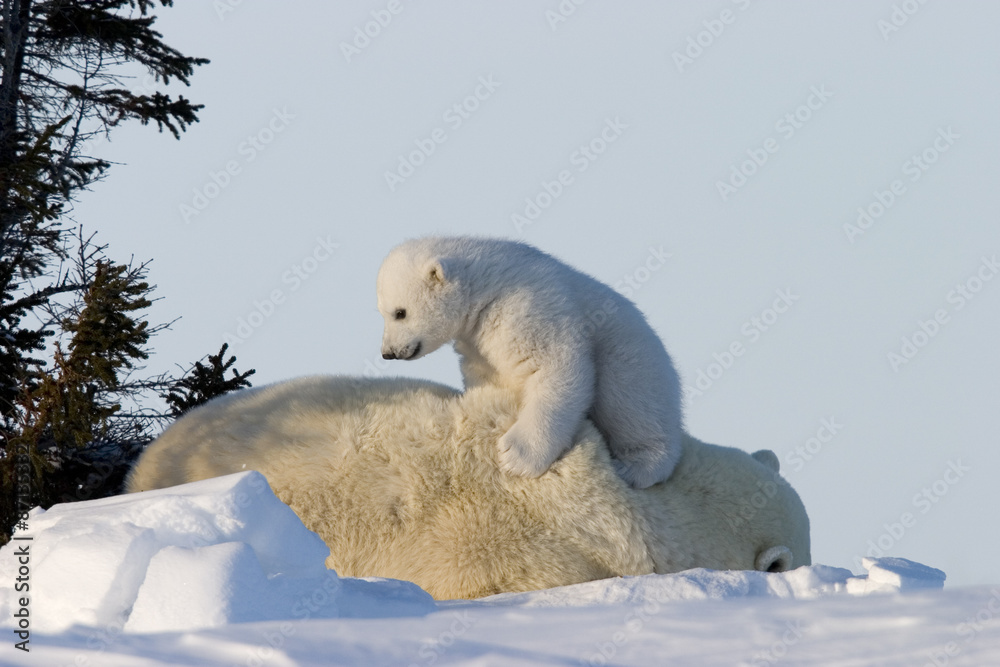 Obraz premium Eisbaerin mit Jungen