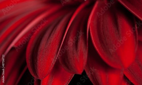 Beautiful red petals