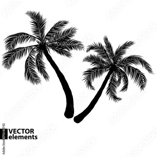 palm black silhouette. Vector illustration