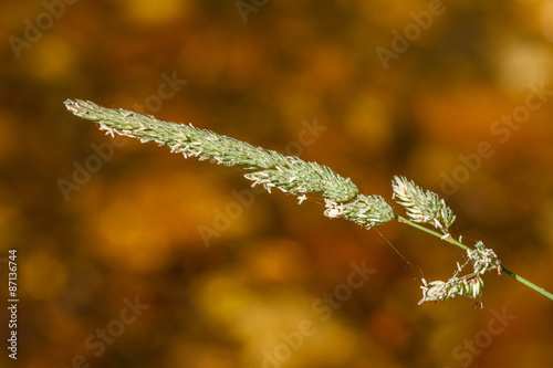 Phragmites australis. Espiga de Carrizo Común. Semillas.
 photo