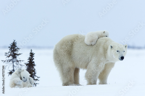 Eisbaerin mit drei Jungen