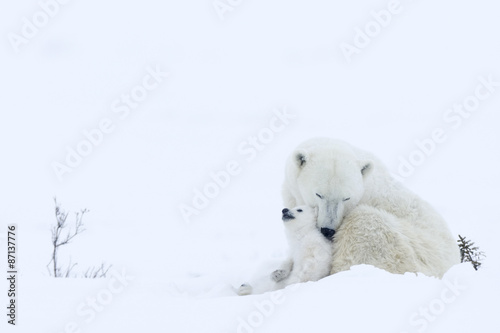 Eisbaerin mit Jungen photo